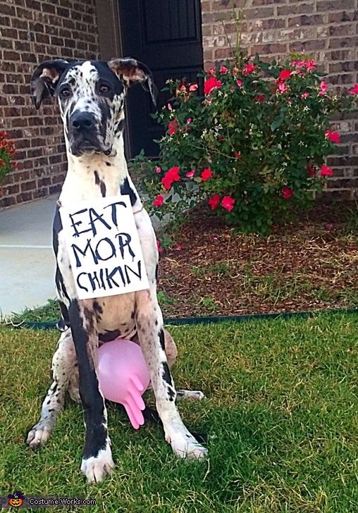 35 Fun Pet Costumes for Halloween to Be Your Best Partner