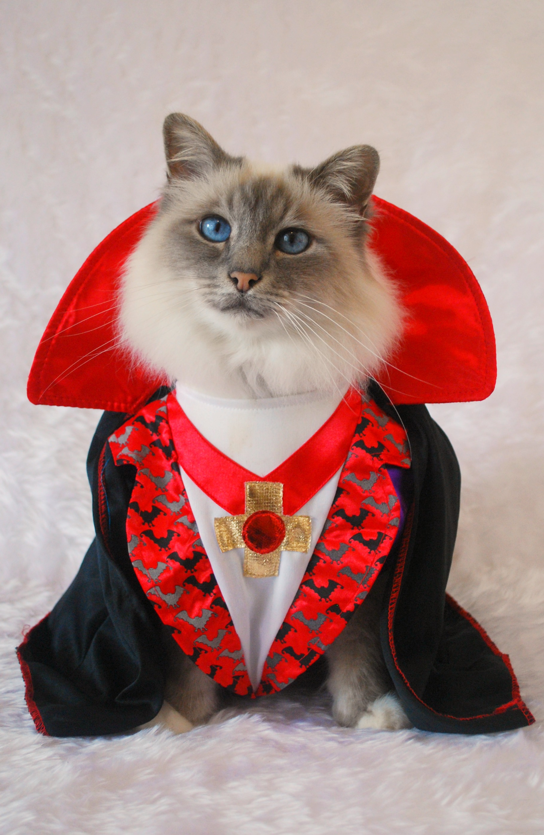 35 Fun Pet Costumes for Halloween to Be Your Best Partner