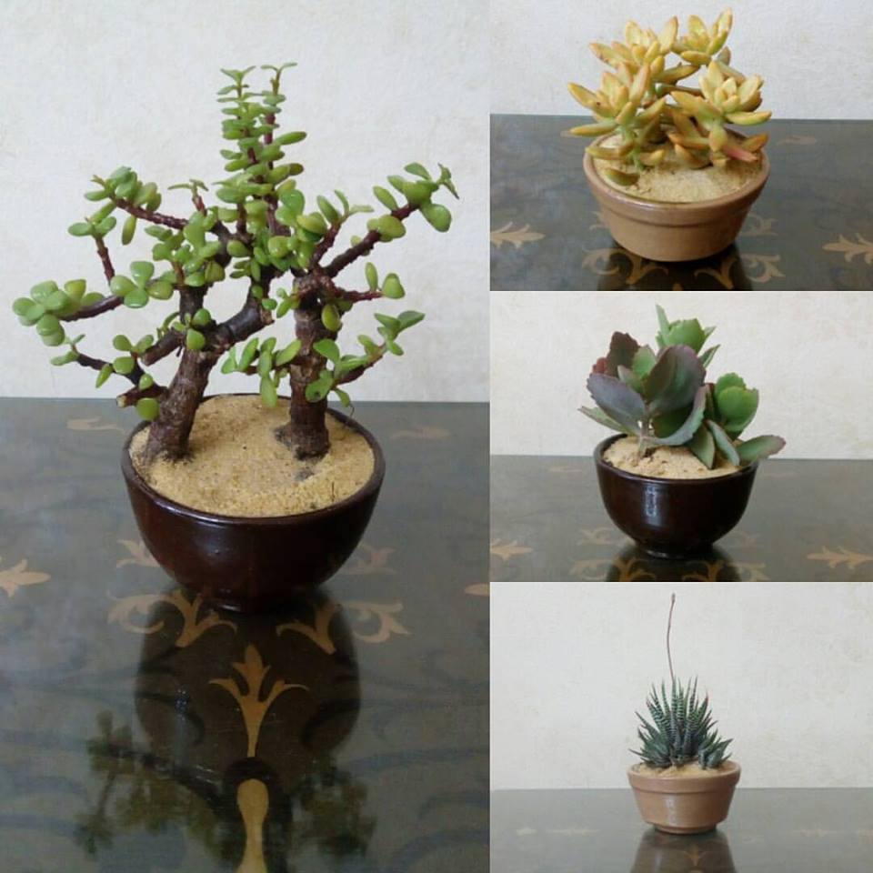 4 small succulents in glazed pottery pots