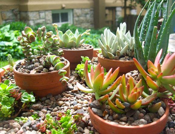 A small succulent garden is perfect for any size outdoor space!