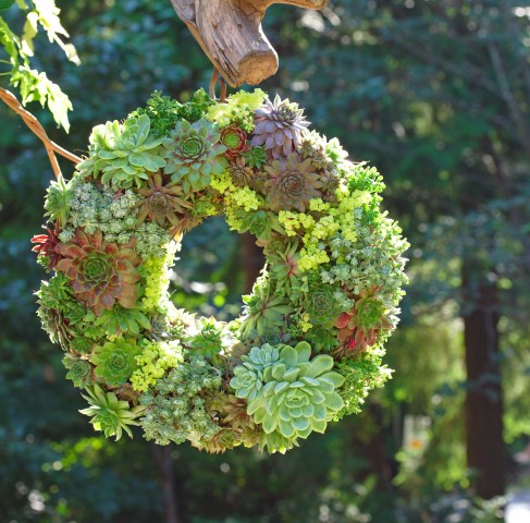 A succulent wreath could be called a little garden by itself