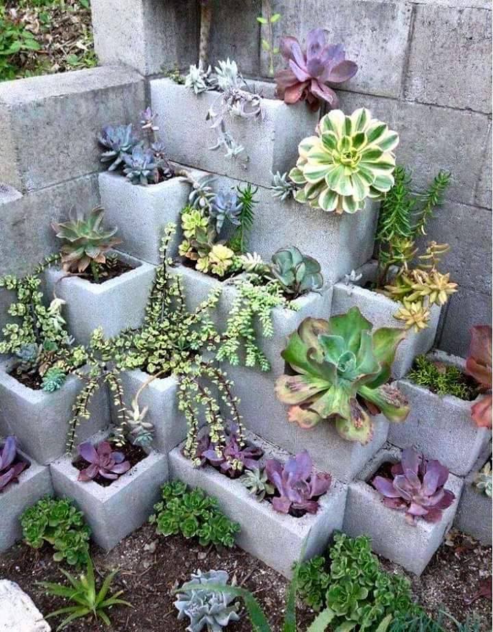 Adorable succulent outdoor garden!!