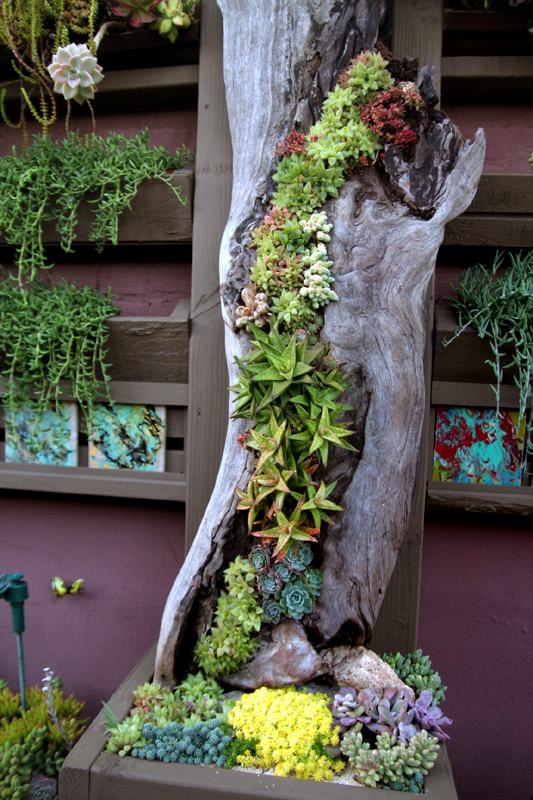 An old log is a perfect conainer for a really creative succulent garden