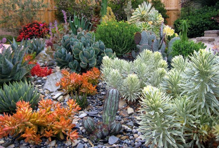 Colorful outdoor succulent garden