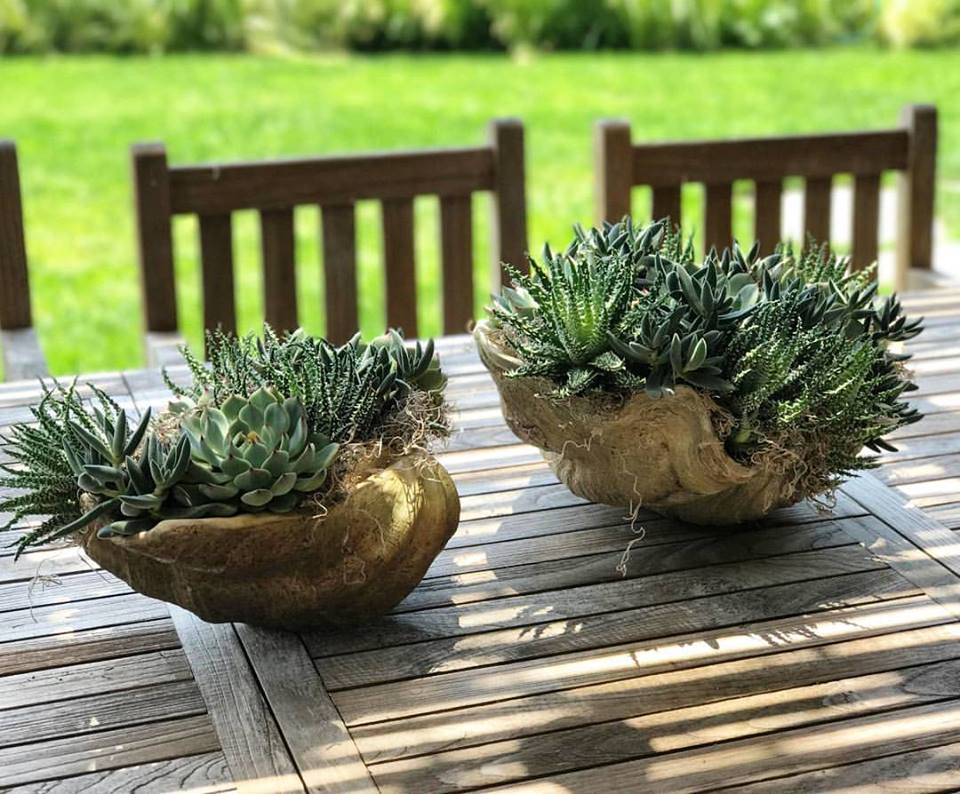 Giant Clam Shell Succulent Garden for your outdoor dining pleasure.
