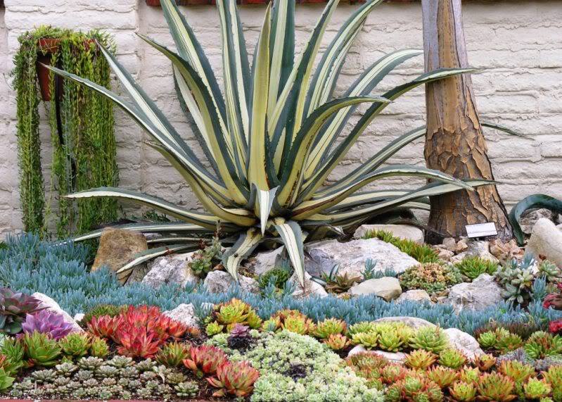 How to Plant an Outdoor Succulent Garden