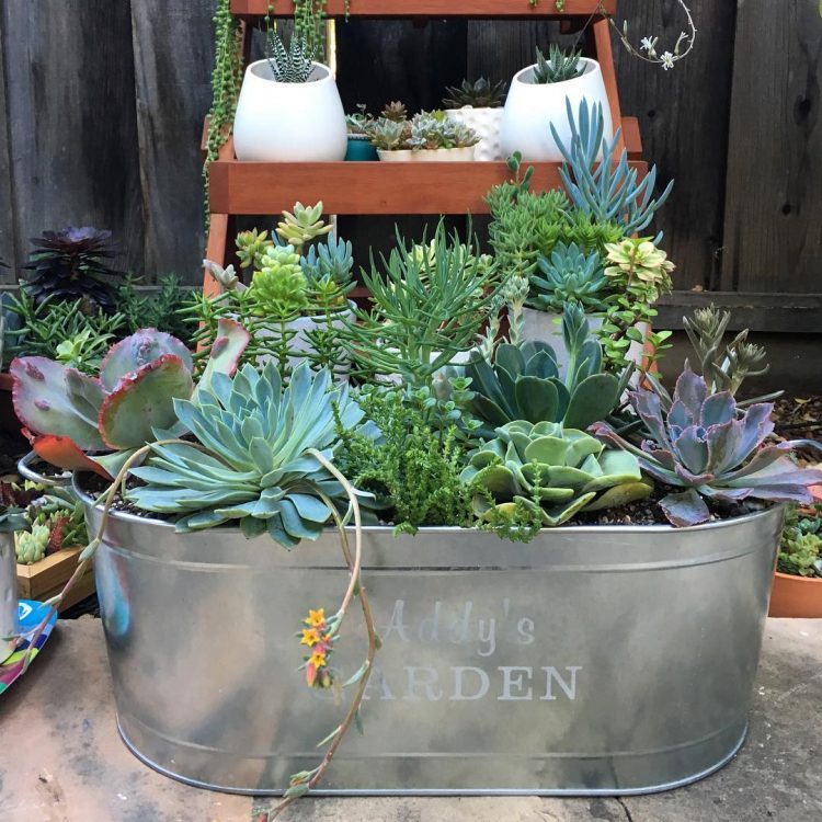 Layred containers with a variety of succs