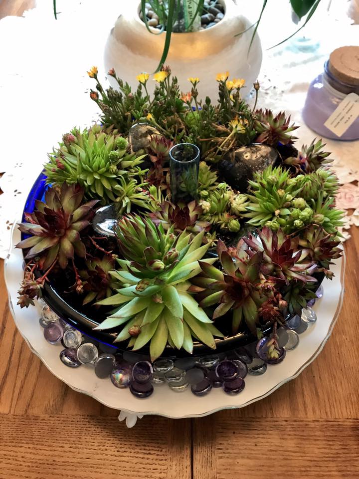 Outdoor Succulent garden