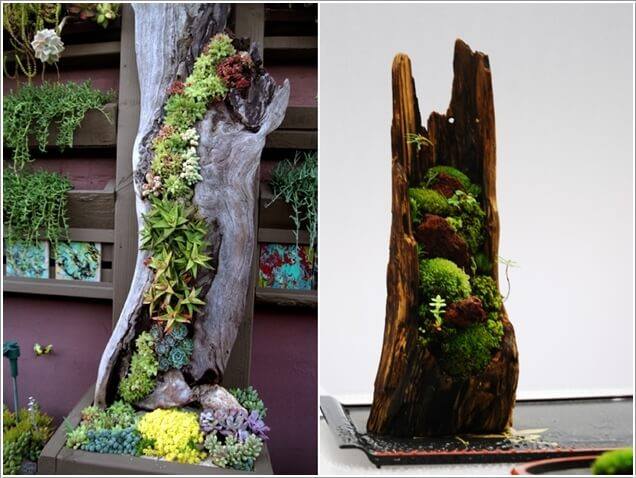 Plant a Hollow Fallen Tree Log with Succulents