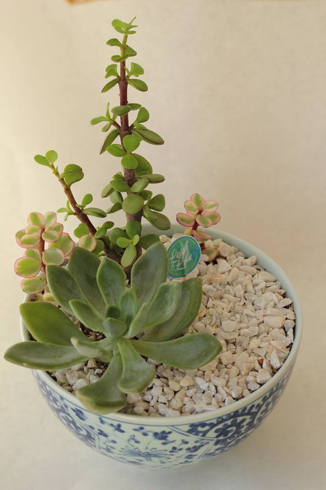 Succulent Mini Garden