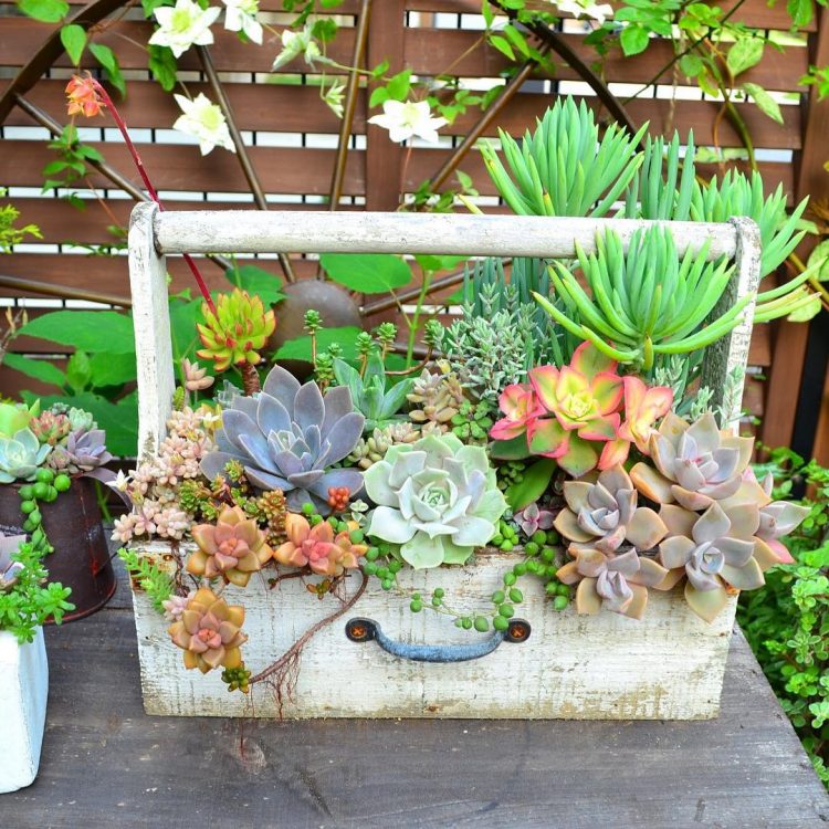 Succulent gardens could be movable