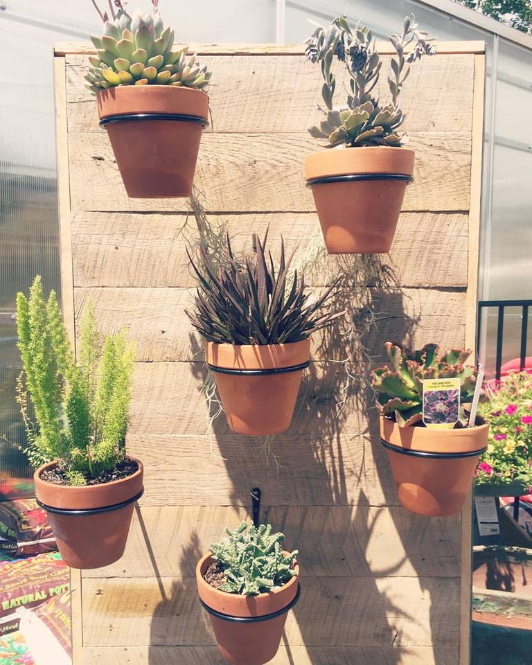 Succulents are more than just great indoor plants! Add them to your outdoor garden area to bask in the sunshine