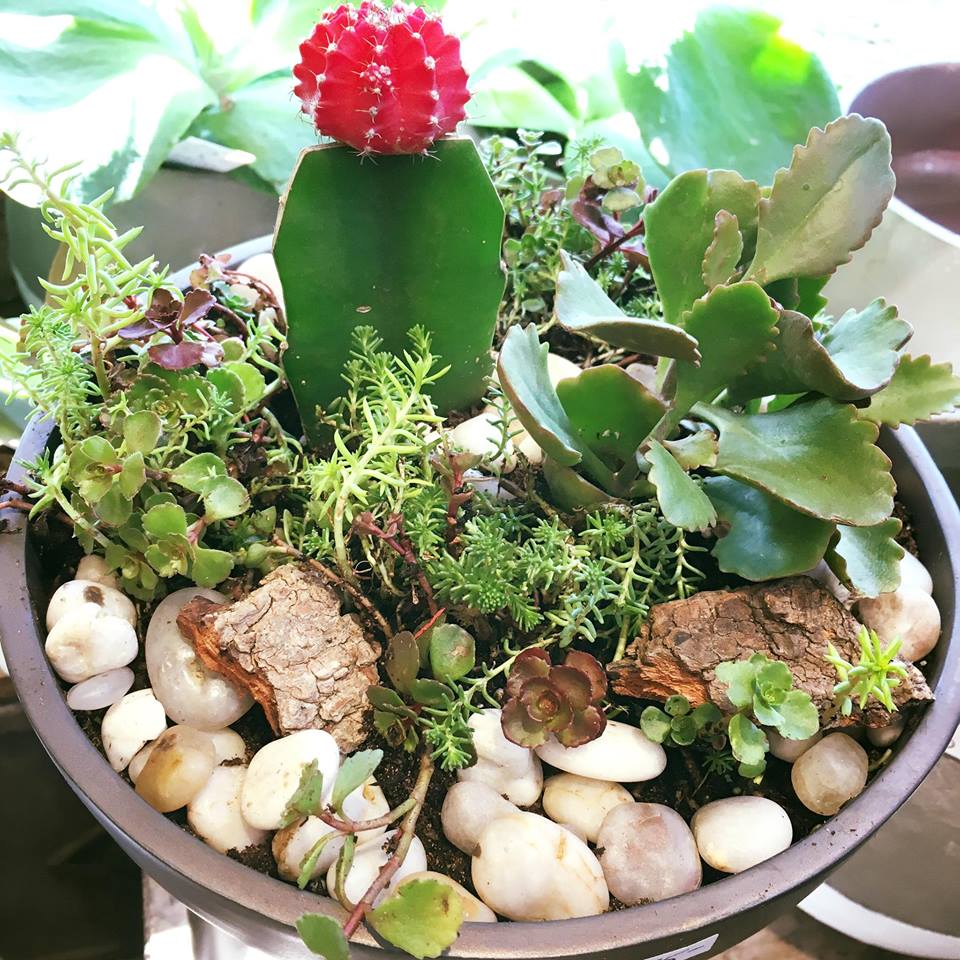 These sun loving succulent and cacti gardens are the perfect summer outdoor centrepiece! We have these beauties available at both Westboro and DreamWeaver Rideau Centre!