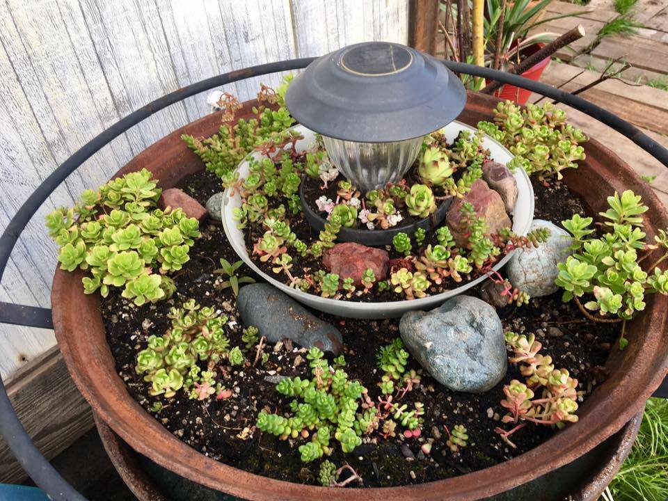 Who said a old rusty outdoor fire pit,a glass ceiling light cover and an old water barrel can't make a awesome rock and succulent garden