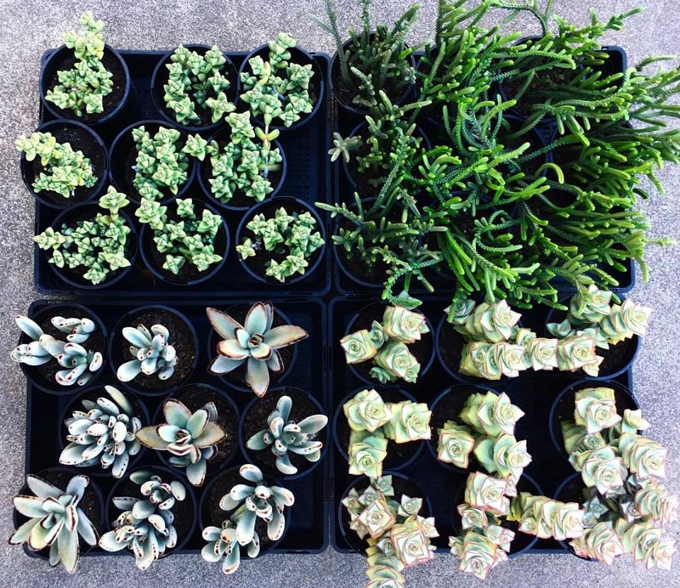 Who's up for some succulent four-square