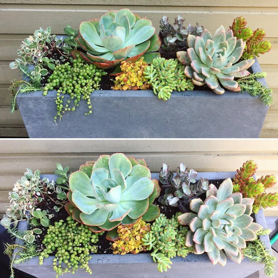 cute outdoor succulents will make a great addition to your party and put a smile on everyone's face