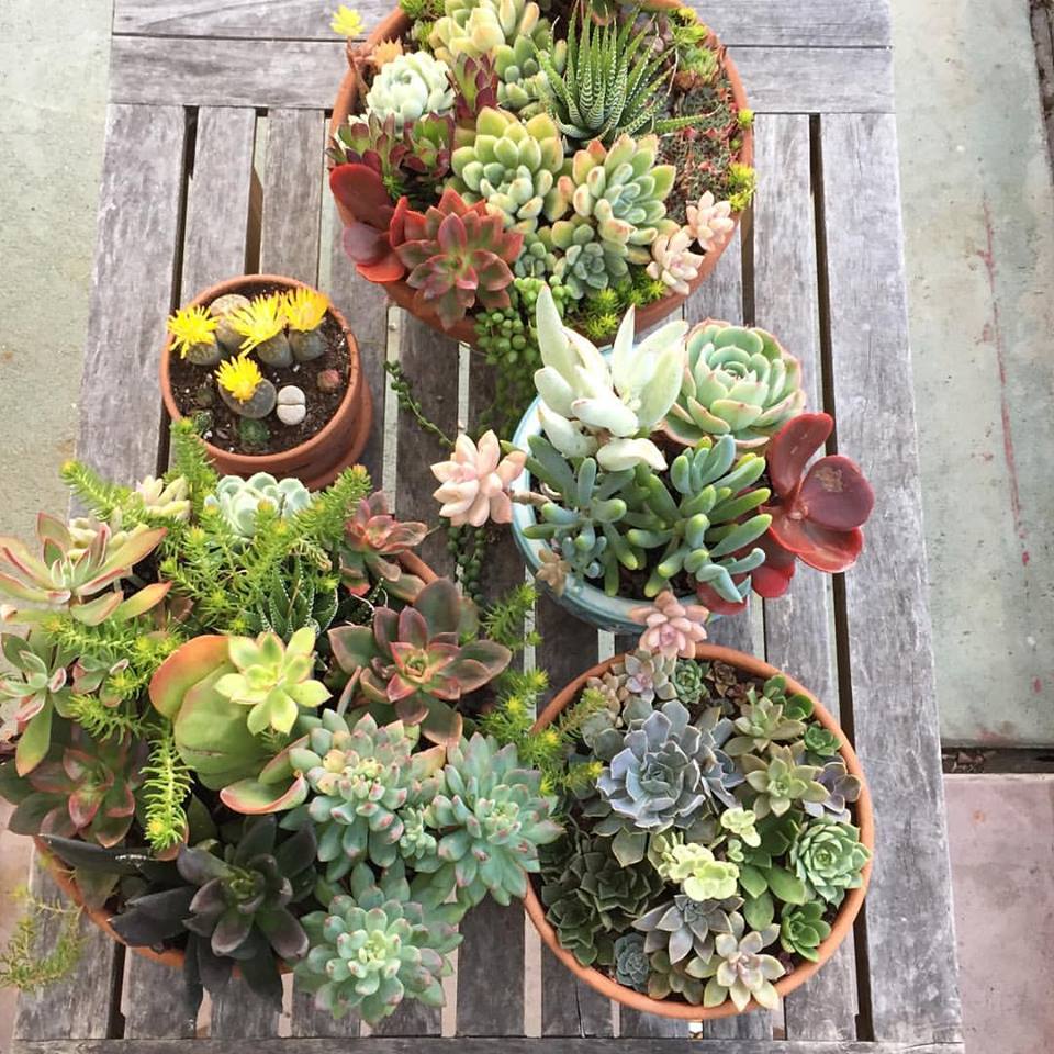 #succulent #succulents #succulentcontainer #succulentsaturday