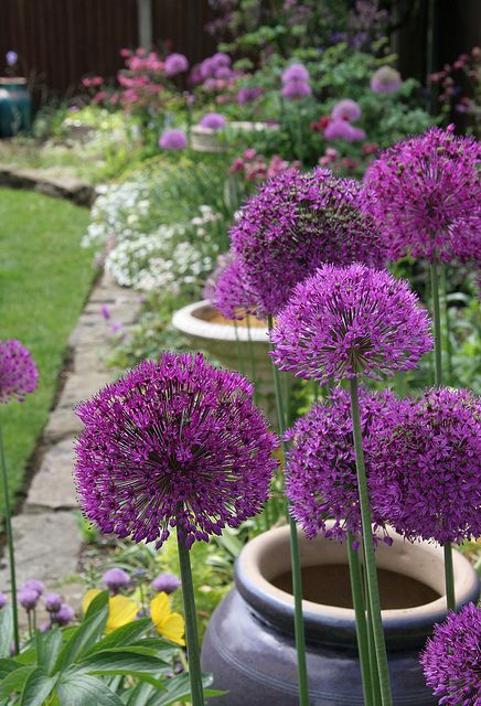 Allium Allure