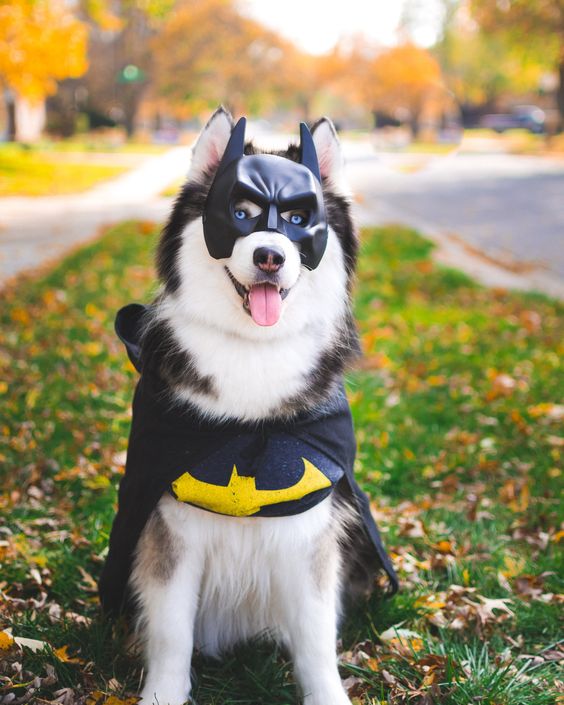 Batdog costumes for your enjoyment.