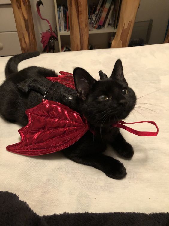 Cute and clever costumes for cat.