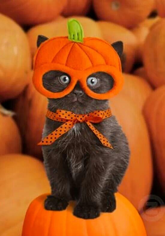 Fun Pet Costumes for Halloween to Be Your Best Partner