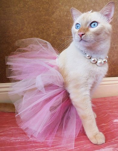 Dean the white and orange cat in a pink tutu dress outfit.