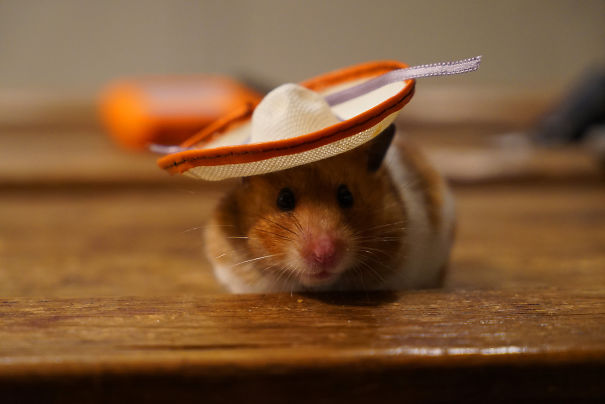 Hamster Con Sombrero.