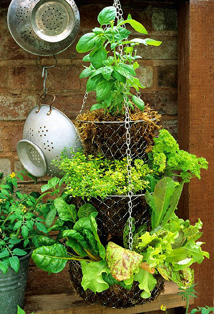 Hanging Basket Herb Garden