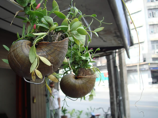 Hanging Shell Planters