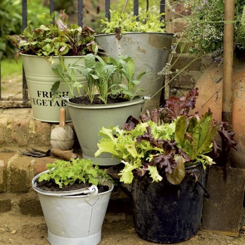 Herb Garden In Buckets