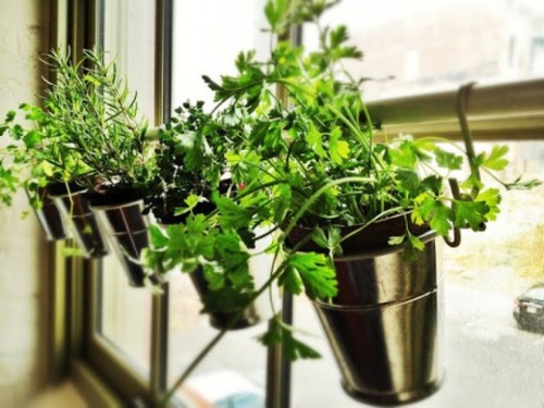 If space is at a premium, don't forget you can use your windows to grow some herbs for your cooking.