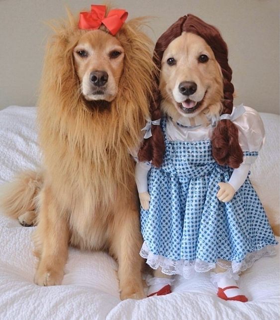 Pet-Costumes-for-Halloween..jpg