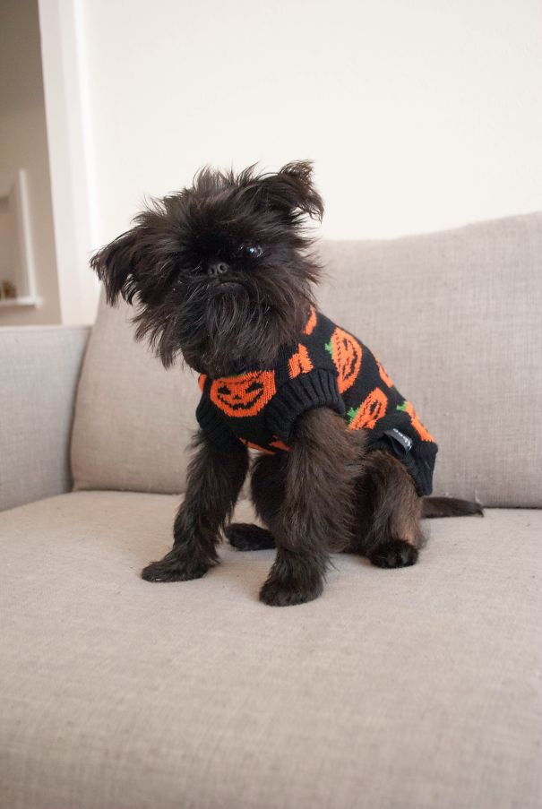 Pumpkin Knitted Sweater.