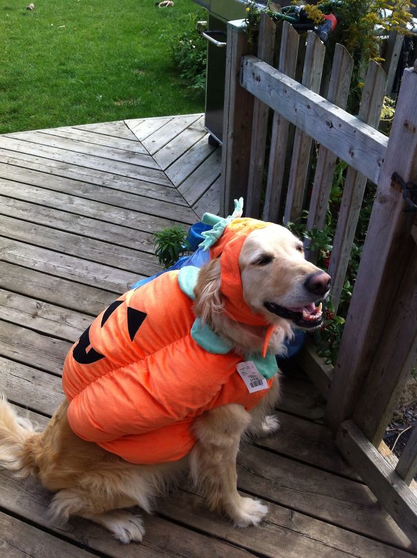 Pumpkin Puppy.