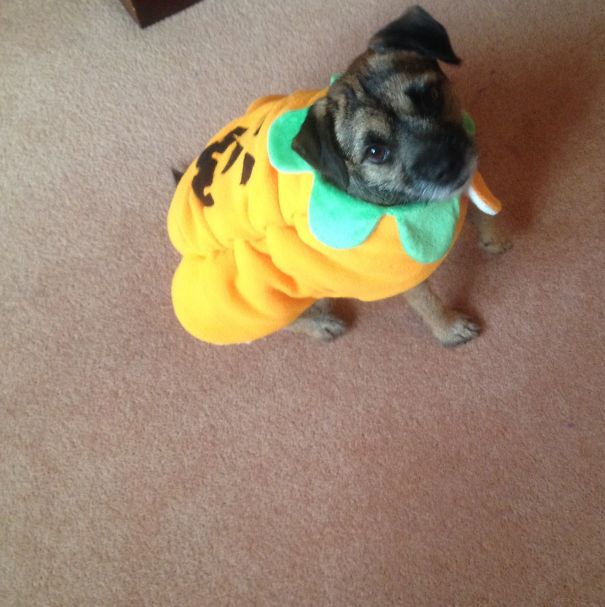 Pumpkin Terrier.