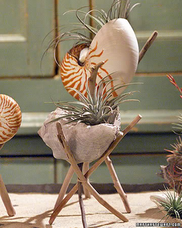 Seashell Planter