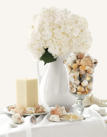 Simple Shell Vase Display