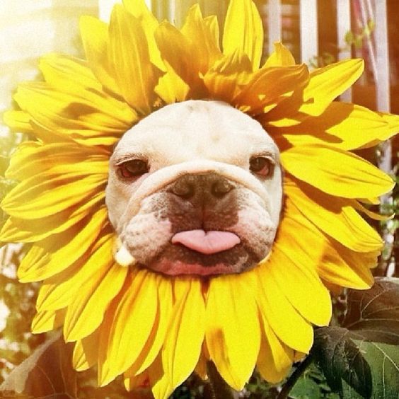 Sunflower dog costume for Halloween.