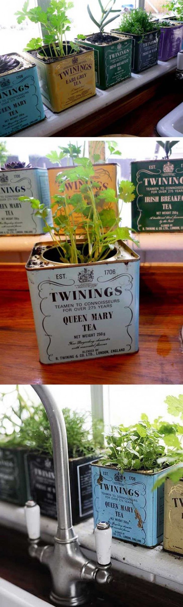 Twining Tea Tin Planters