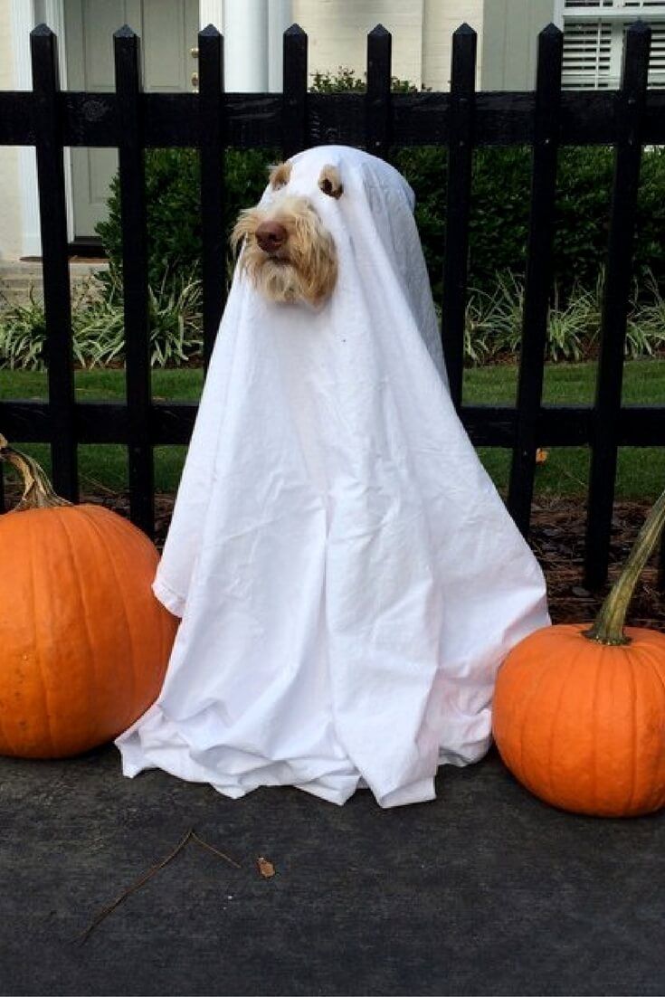 35 Fun Pet Costumes  for Halloween  to Be Your Best Partner