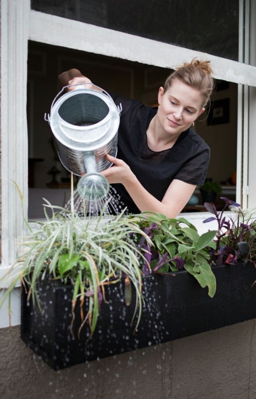 Window Boxes