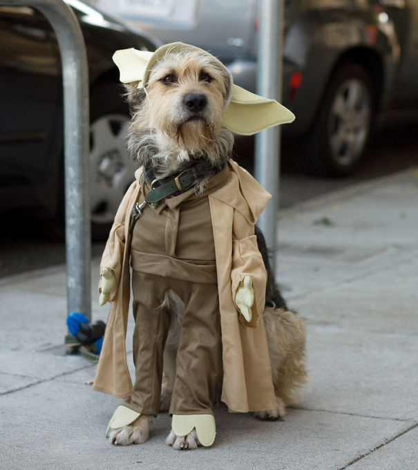 Yoda-Dog..jpg