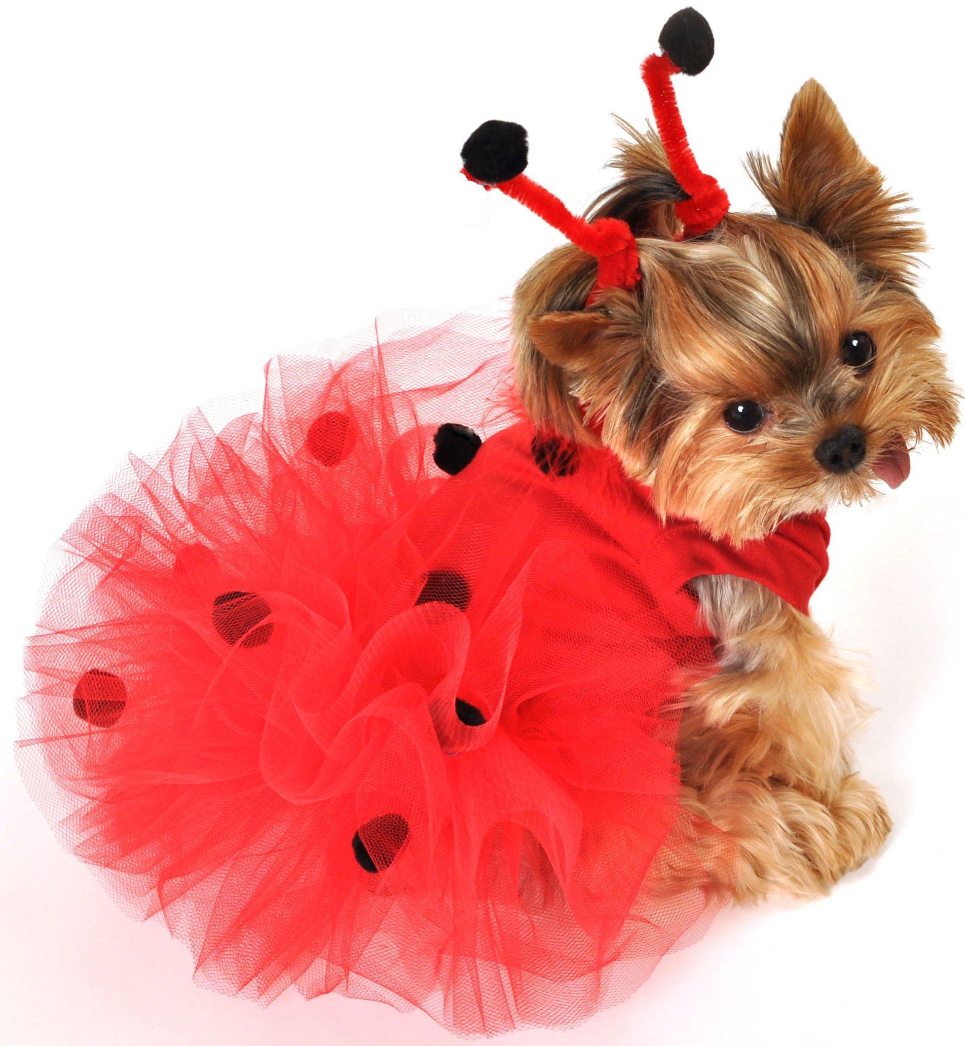 35 Fun Pet Costumes For Halloween To Be Your Best Partner