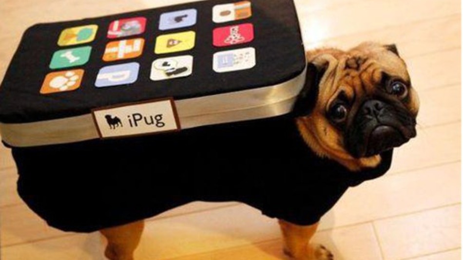 35 Fun Pet Costumes for Halloween to Be Your Best Partner