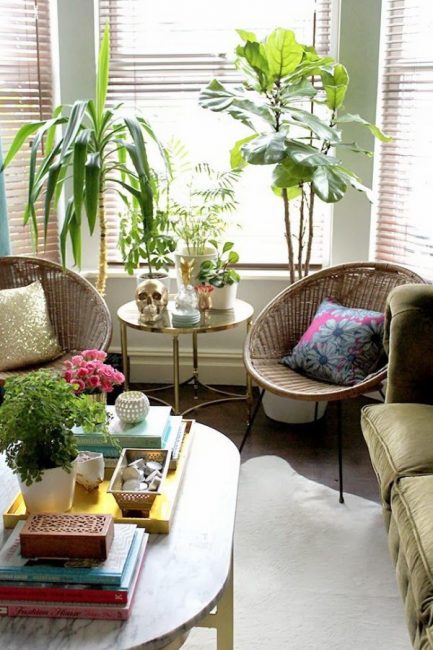 Combination of indoor plants in the interior