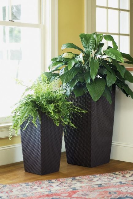 Create an environmentally friendly green area in your home