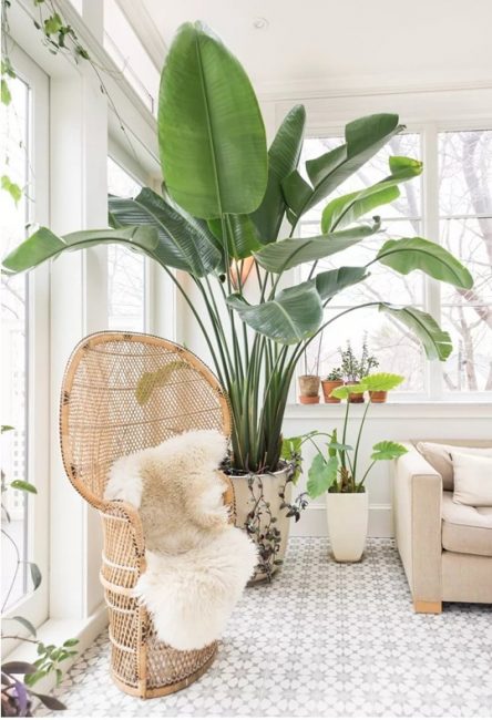 Plants in the living room for a more cozy family vacation