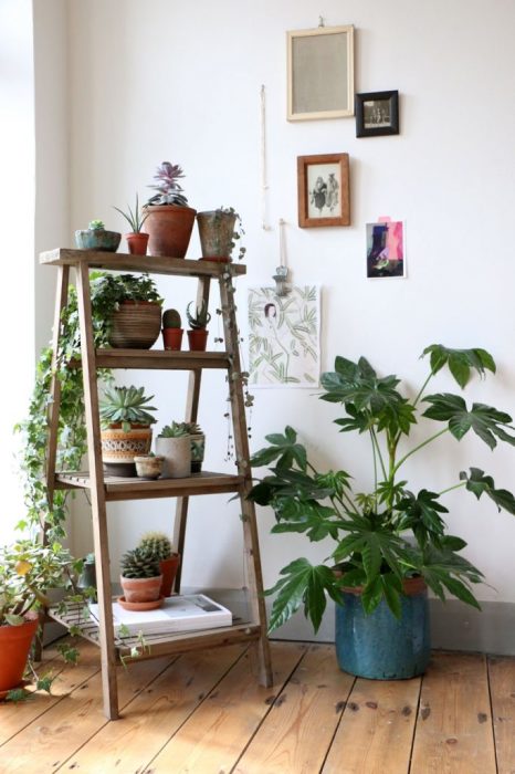 Plants on a wooden staircase