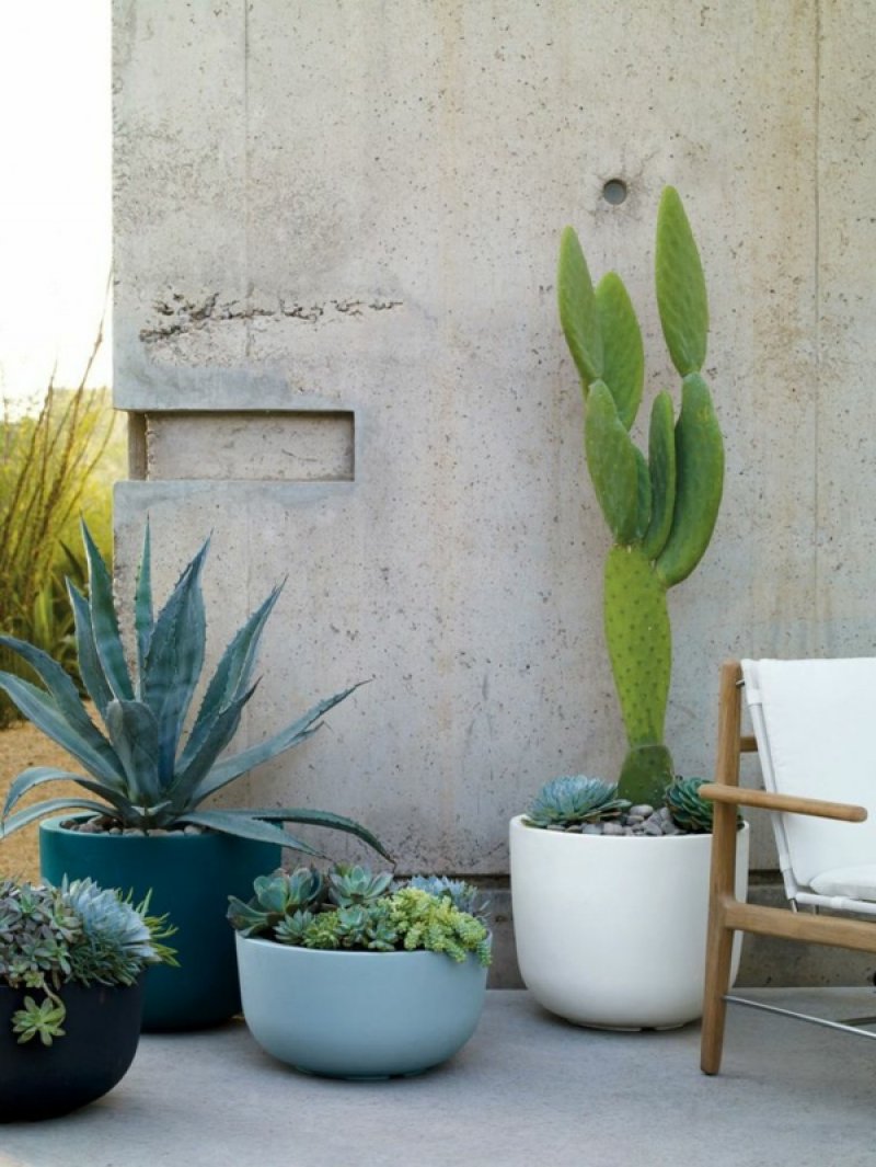 Aloe vera, succulents and cacti outdoors