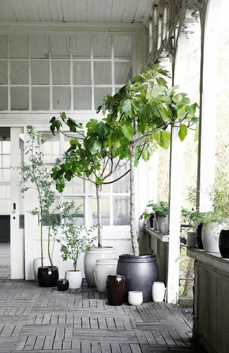 In the summer, you can put your house plant on the terrace